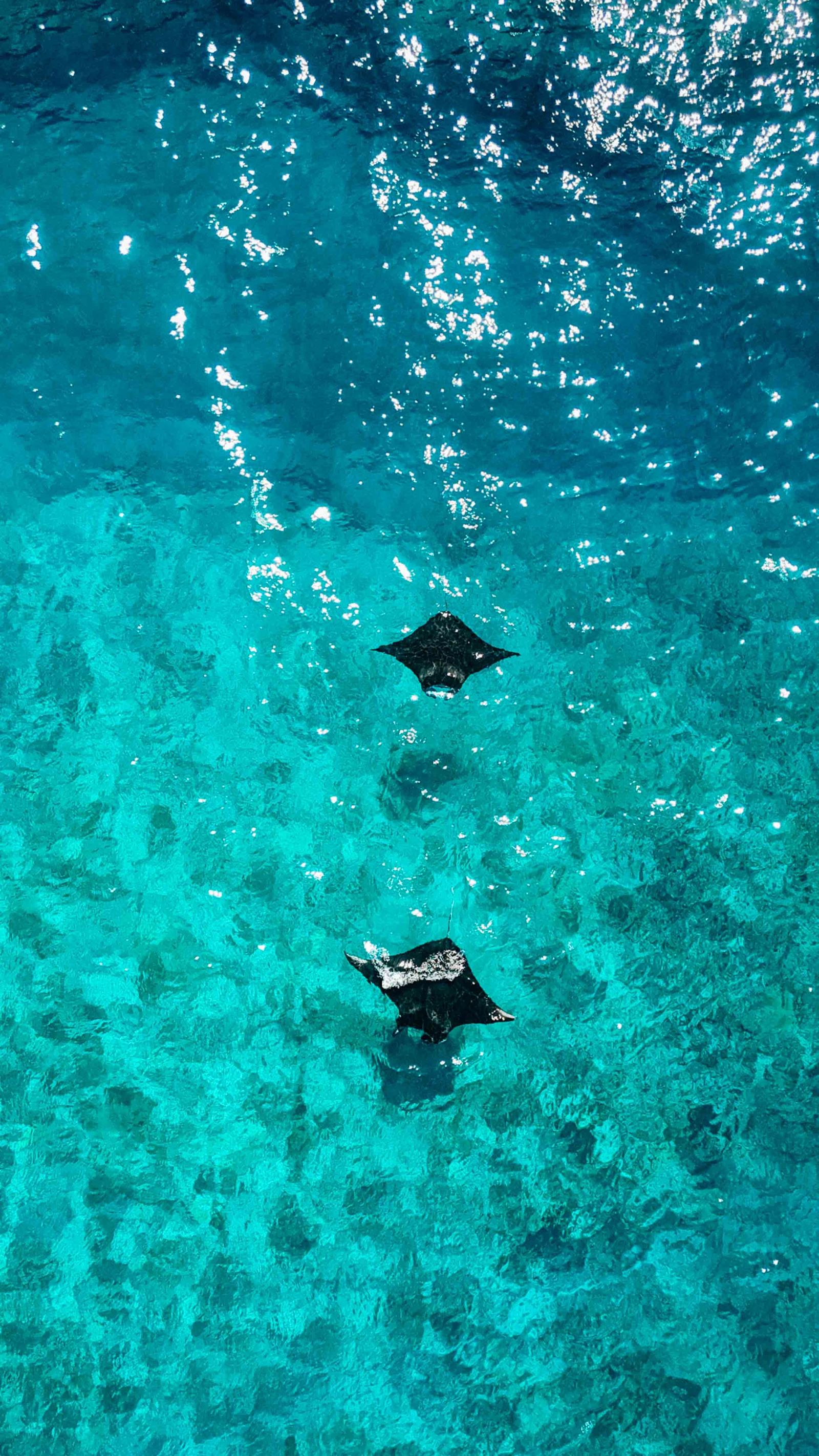 Mantas in Zamami Okinawa Tour